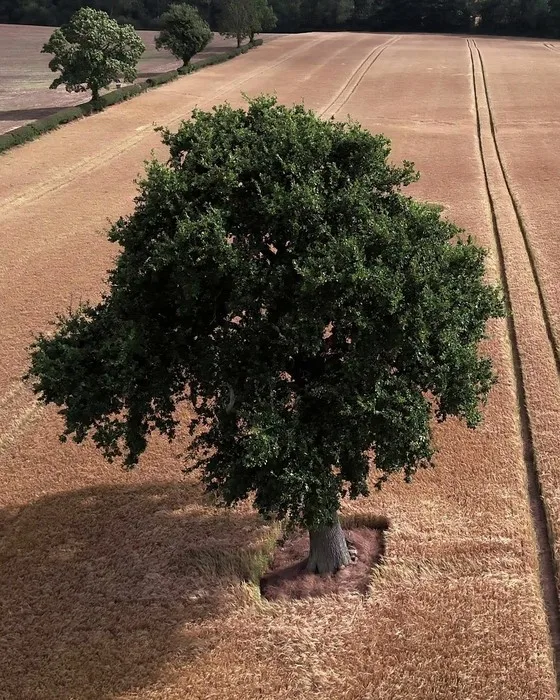 Árbol solitario en un campo de trigo, visto desde arriba